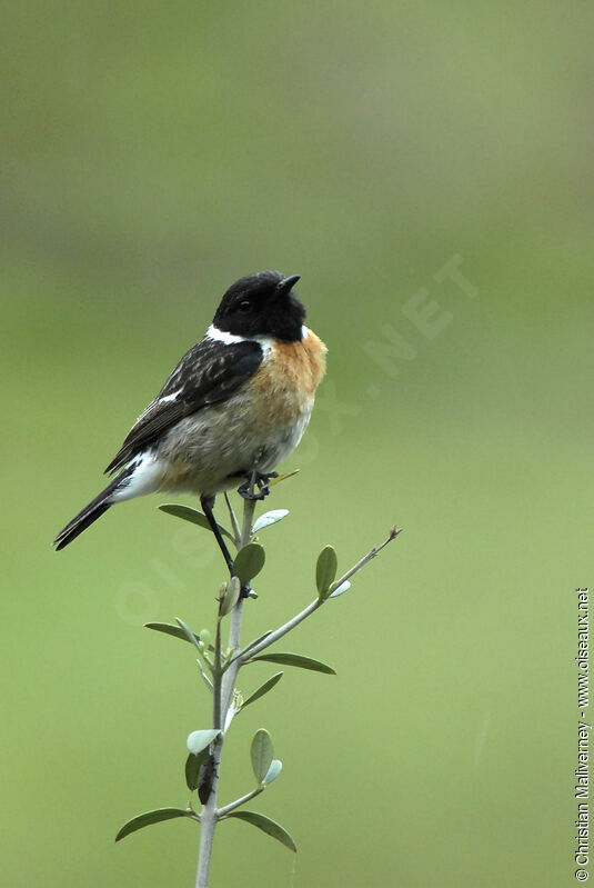 European Stonechat male adult breeding