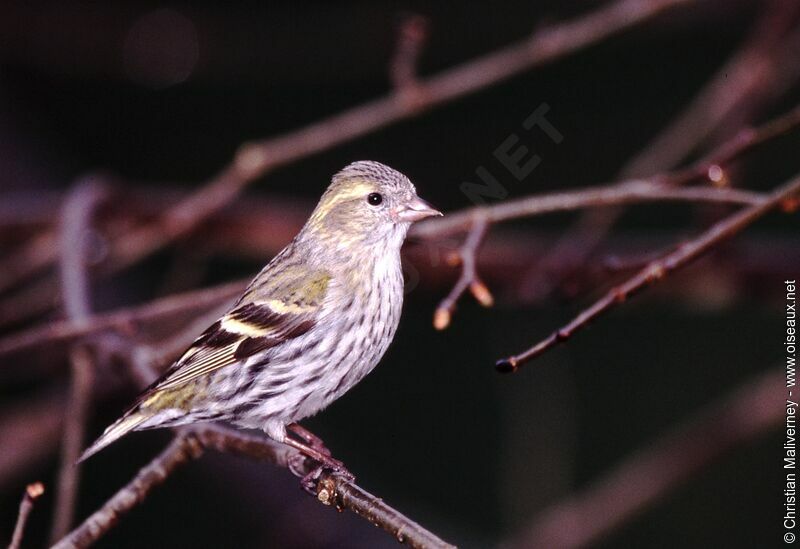 Eurasian Siskin female adult post breeding