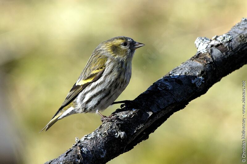 Eurasian Siskin female adult post breeding