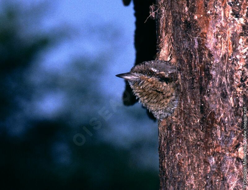 Torcol fourmilieradulte