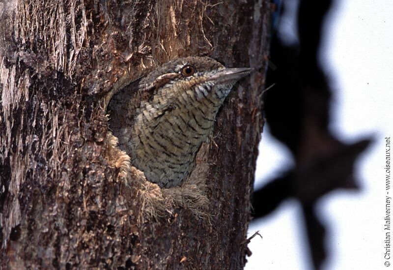 Torcol fourmilieradulte