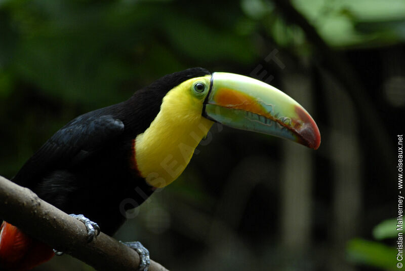 Toucan à carèneadulte, identification