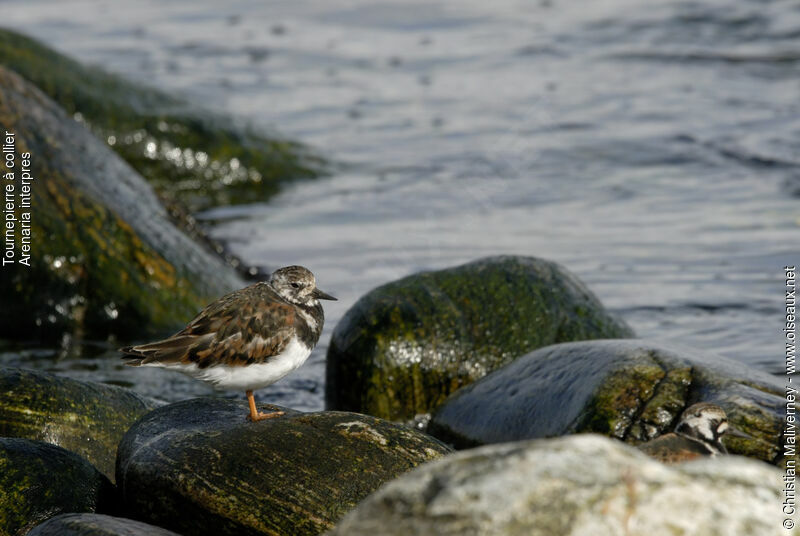 Tournepierre à collier mâle adulte, identification