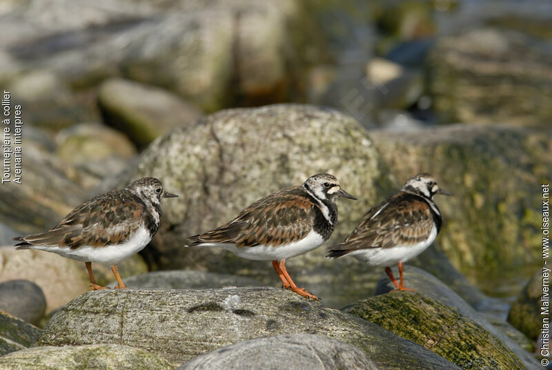 Tournepierre à collieradulte, identification