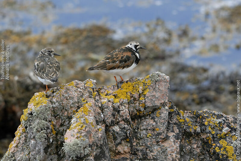 Ruddy Turnstoneadult, identification