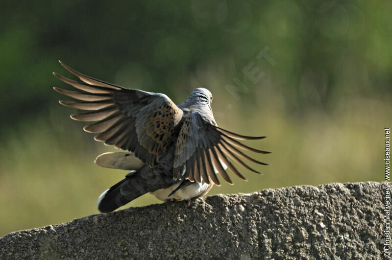 European Turtle Dove adult, identification, Behaviour