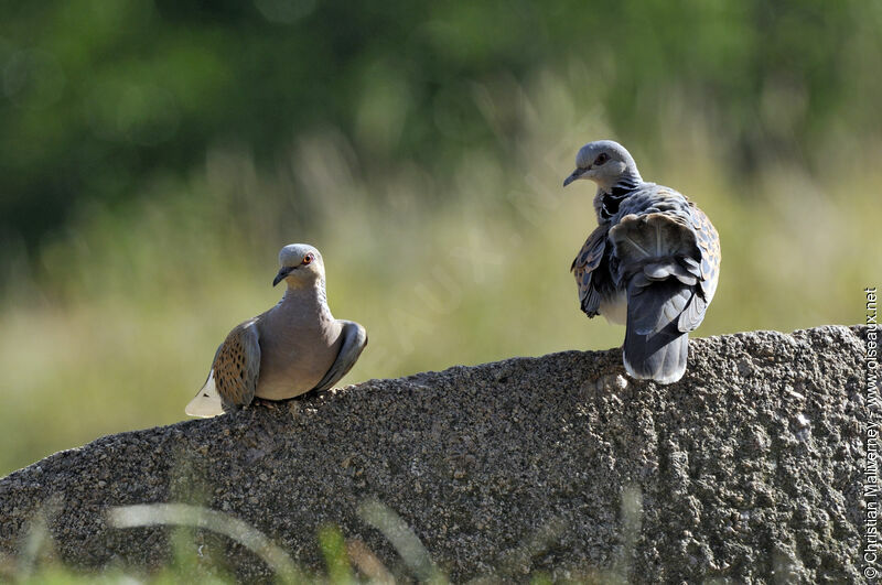 European Turtle Dove adult, identification, Behaviour