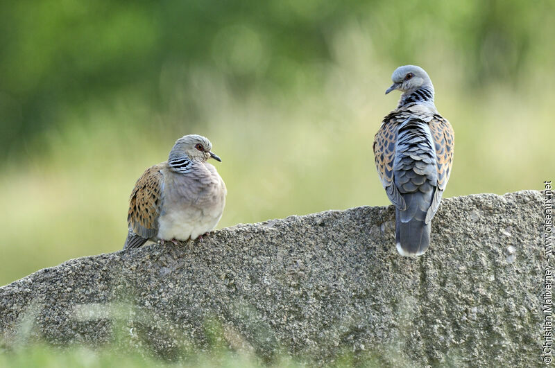 European Turtle Dove adult, identification, Behaviour