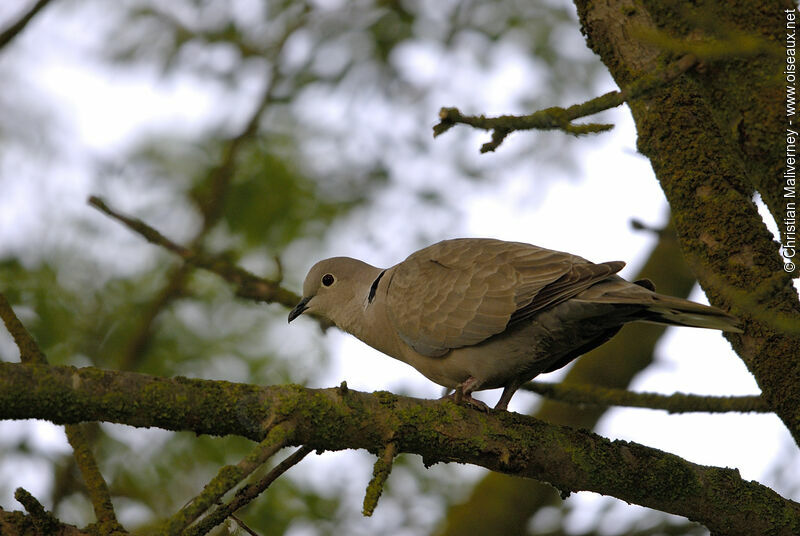 Eurasian Collared Doveadult, identification