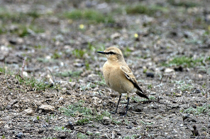 Isabelline Wheatearadult