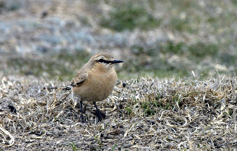 Isabelline Wheatearadult