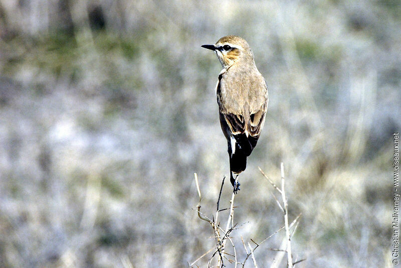 Isabelline Wheatearadult