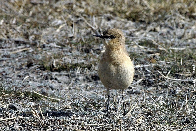 Isabelline Wheatearadult