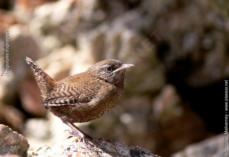 Troglodyte mignonimmature, identification