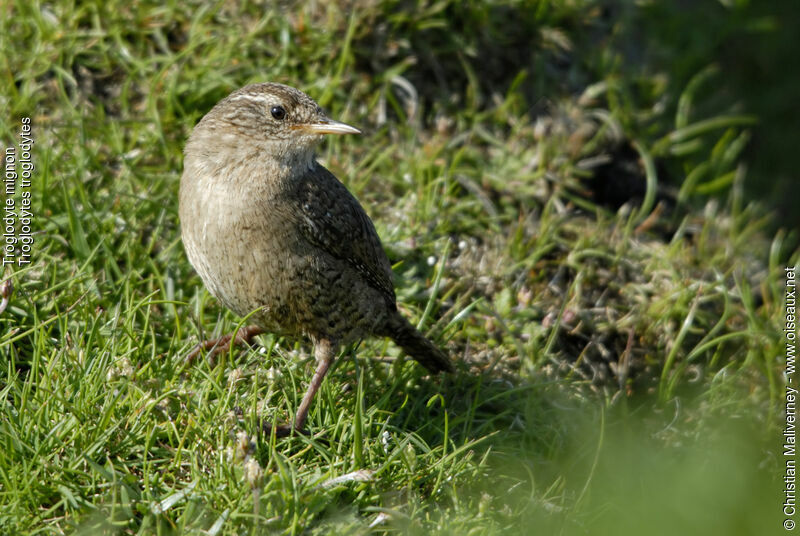 Eurasian Wrenadult, identification