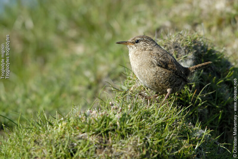 Troglodyte mignonadulte, identification