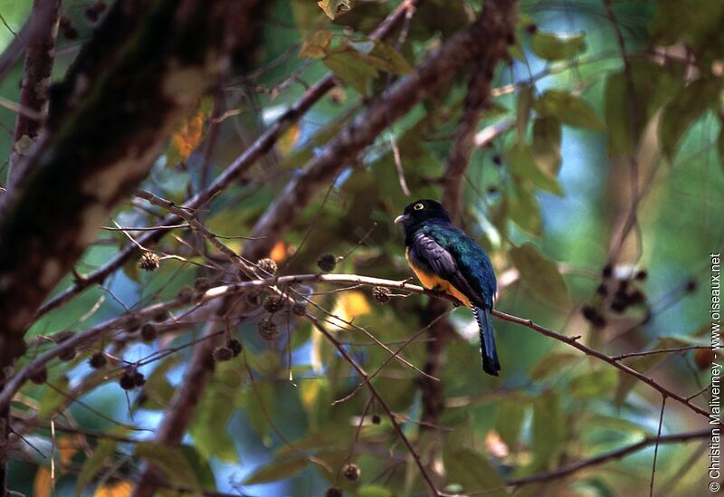 Trogon violacé mâle adulte