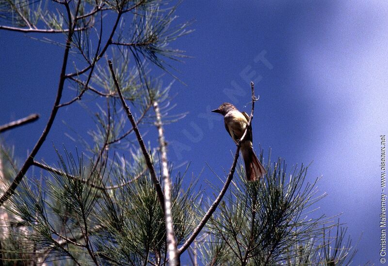 Great Crested Flycatcheradult