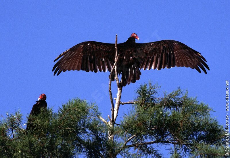 Urubu à tête rougeadulte