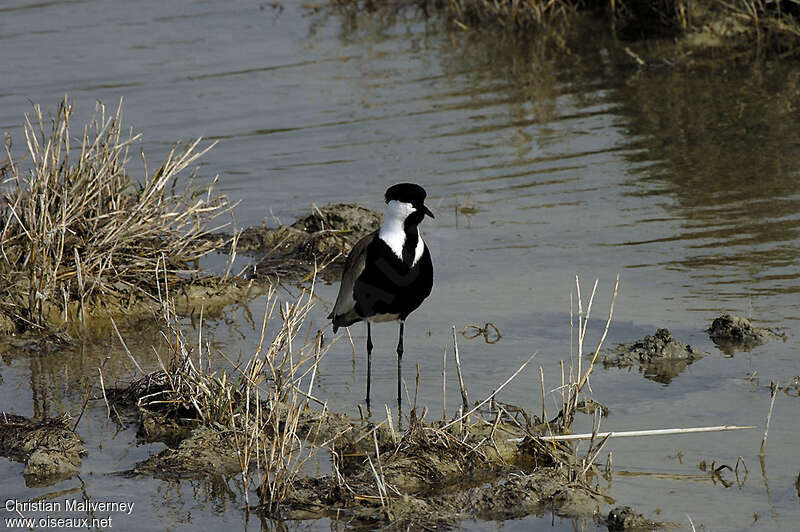 Spur-winged Lapwingadult breeding, habitat, pigmentation