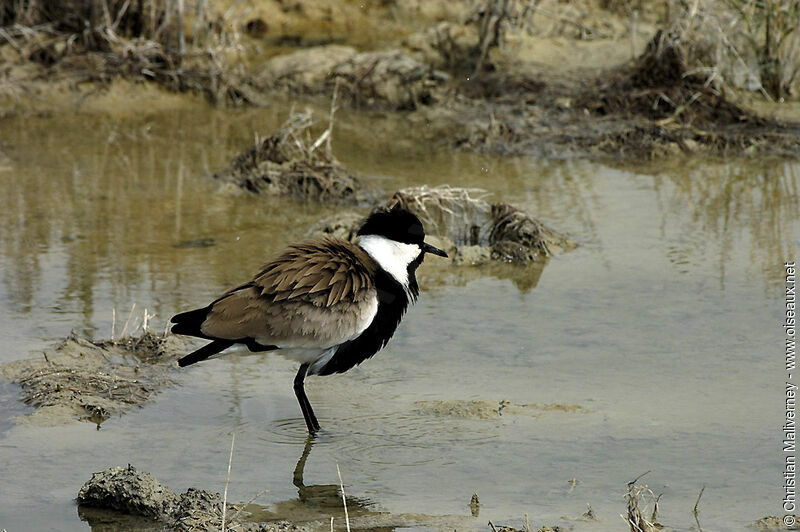 Spur-winged Lapwingadult