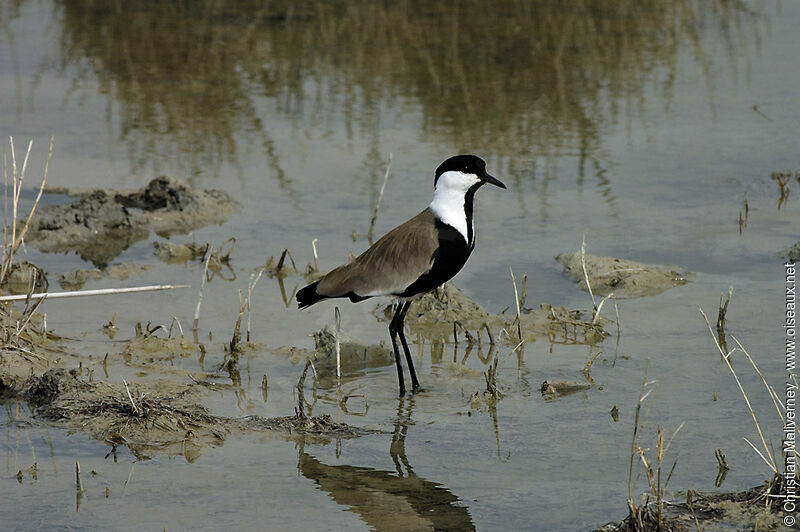 Vanneau éperonnéadulte nuptial, habitat, pigmentation