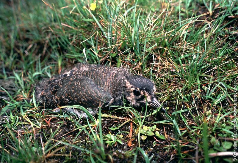 Northern Lapwingjuvenile