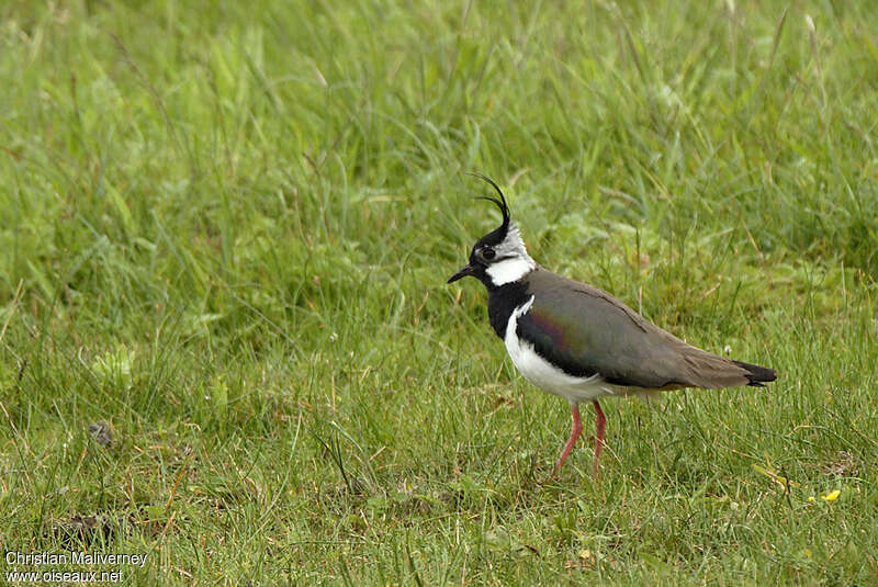 Vanneau huppé mâle adulte nuptial, habitat, pigmentation