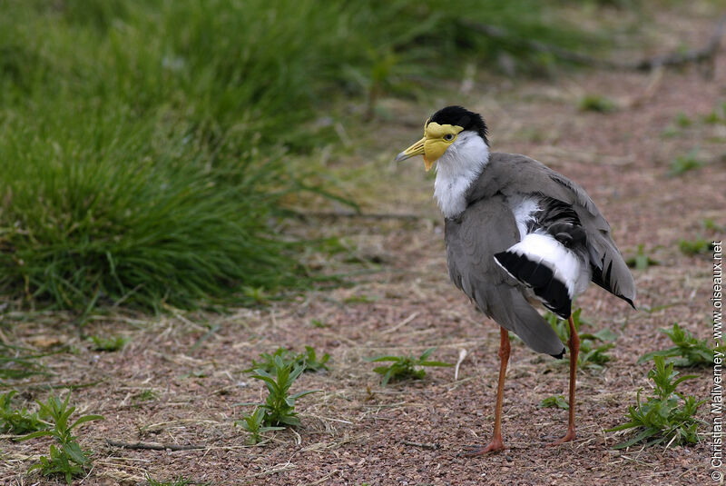 Vanneau soldatadulte, identification