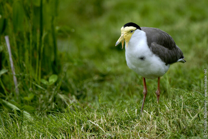 Masked Lapwingadult