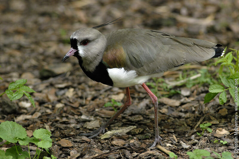 Southern Lapwingadult, identification