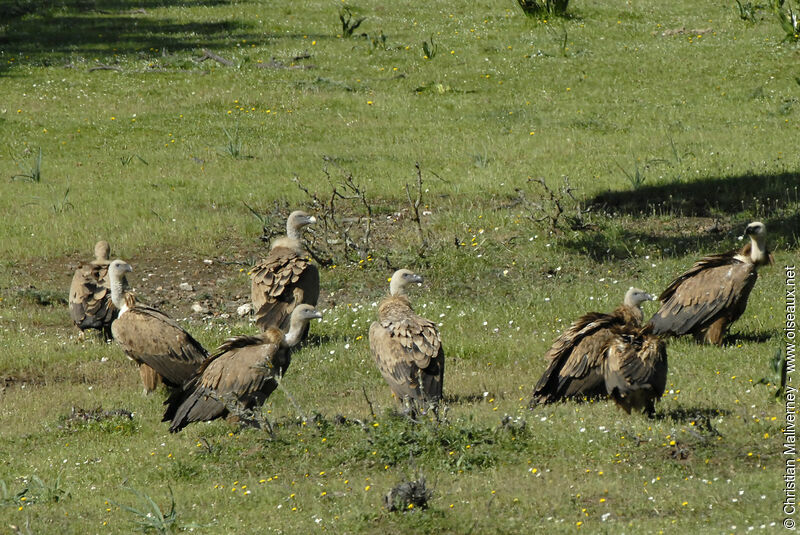 Griffon Vulture