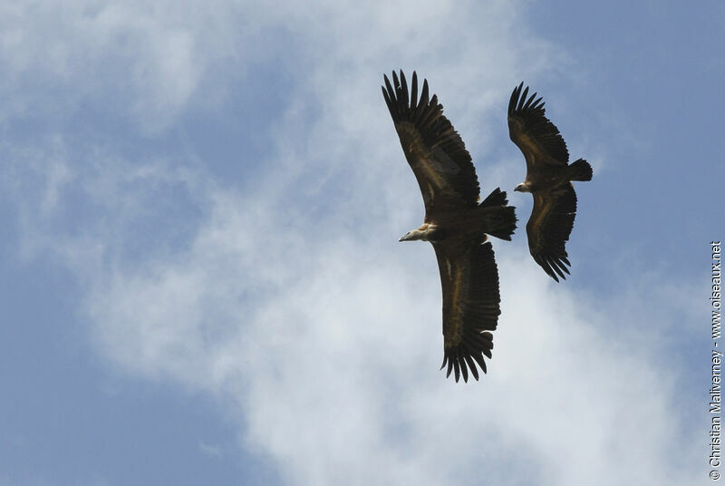 Griffon Vulture