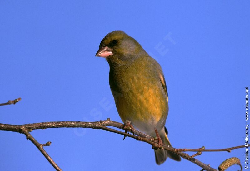 European Greenfinch male adult post breeding