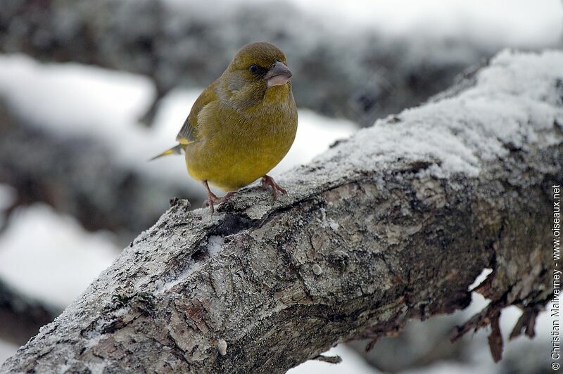 European Greenfinch male adult post breeding