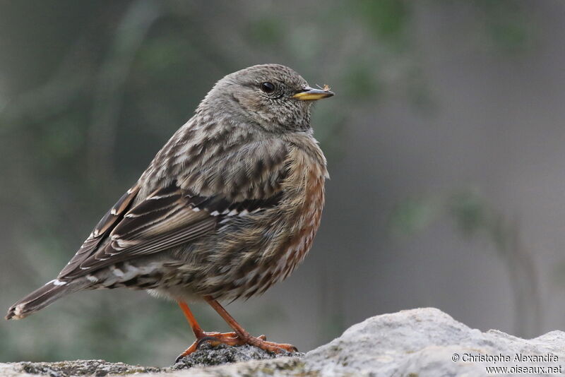 Alpine Accentor