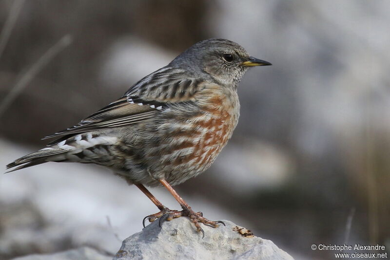 Alpine Accentor