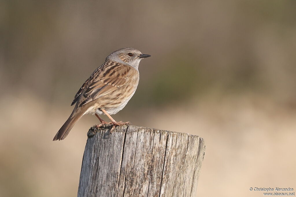 Accenteur mouchetadulte