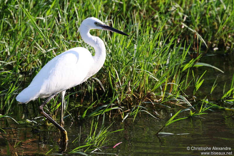 Aigrette garzetteadulte