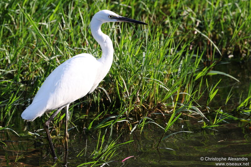 Little Egretadult