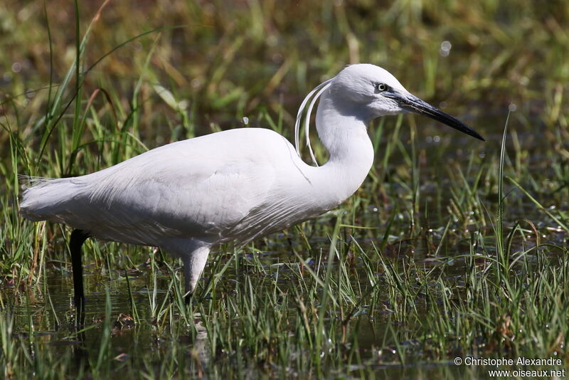 Aigrette garzetteadulte