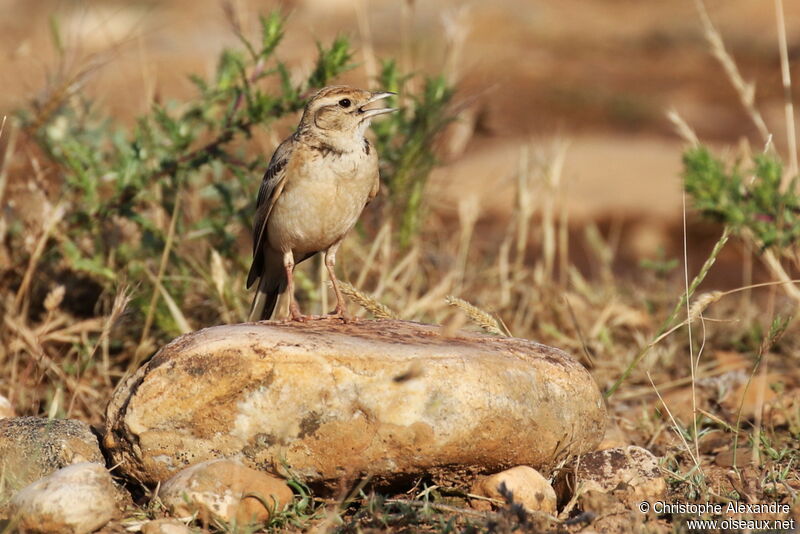 Greater Short-toed Larkadult