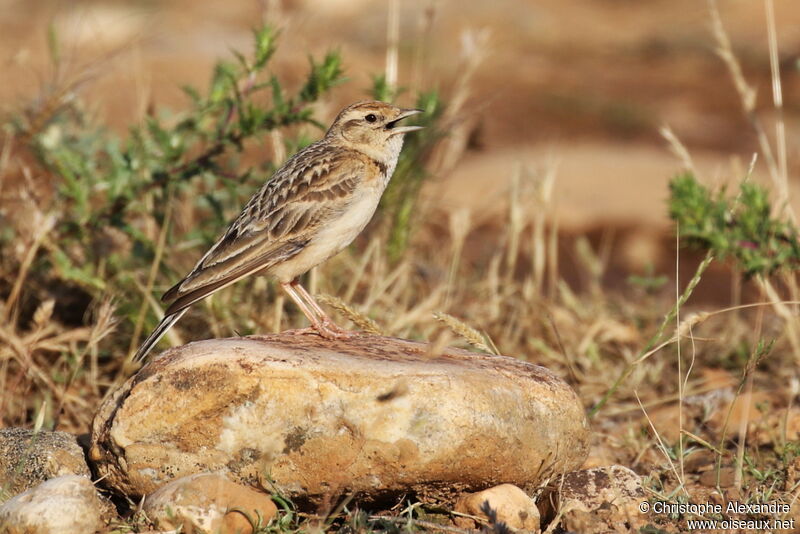 Alouette calandrelleadulte