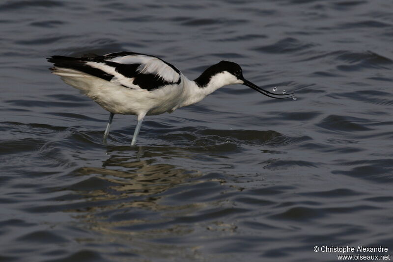 Avocette éléganteadulte