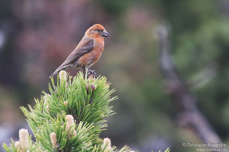 Red Crossbill male adult