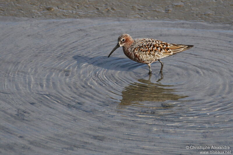 Curlew Sandpiperadult breeding