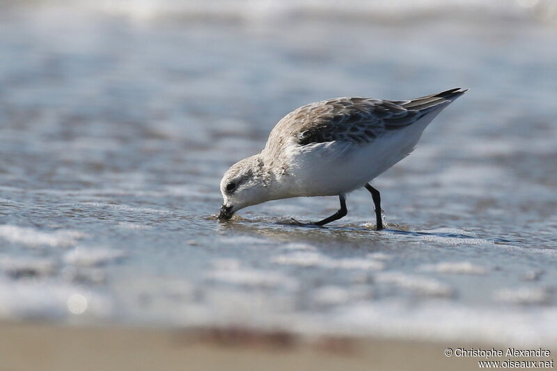 Sanderlingadult post breeding