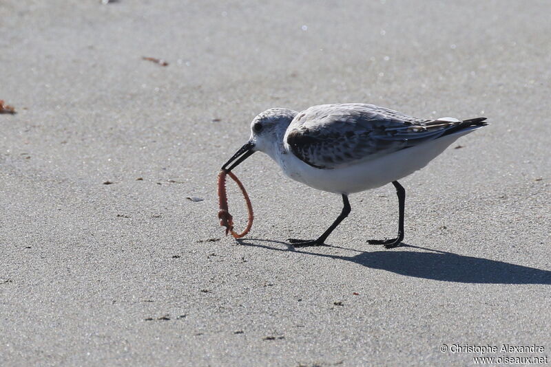 Bécasseau sanderling1ère année, mange