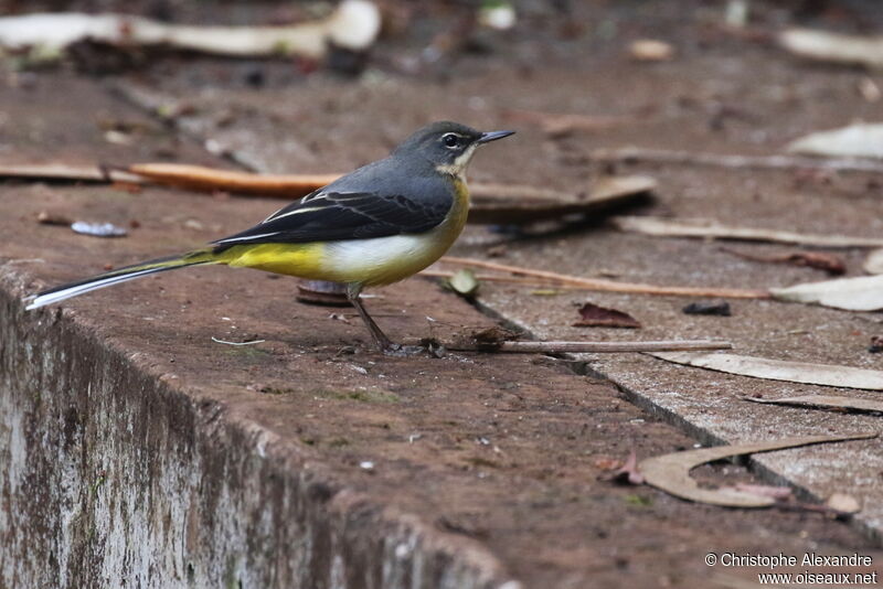 Grey Wagtailadult