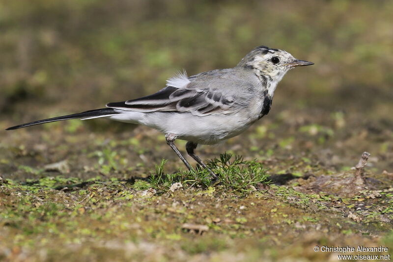 White WagtailFirst year